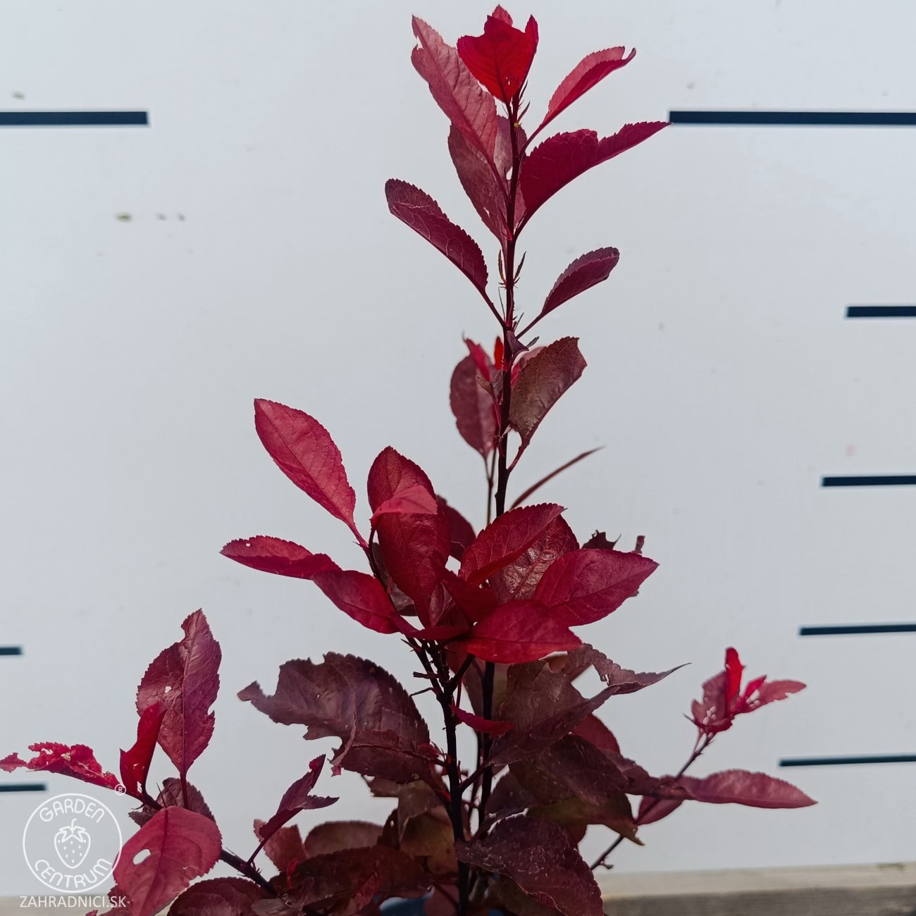 Obrázok Okrasná slivka (Prunus × cistena) - výška 30-40 cm, kont. C3L